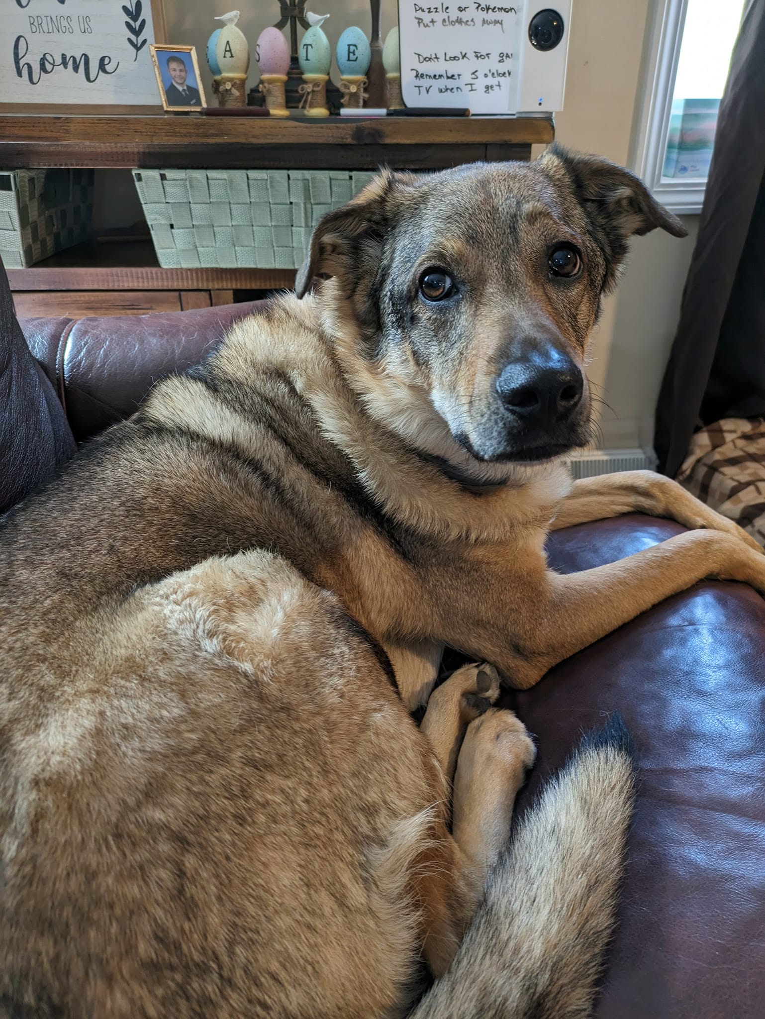 Maverick, Cassie West's dog
